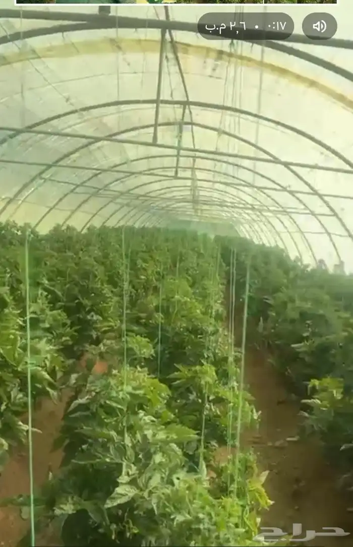 للبيع بيوت محمي خمسه بيوت شبيه الجديد وسعر طيب 0