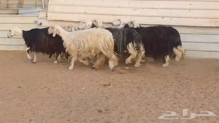 غنم نعيم وحري ونجد 750 حد بيع 3