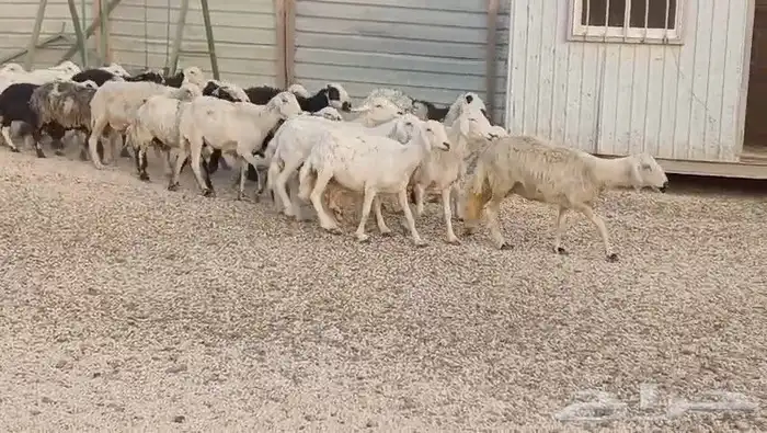 غنم نعيم وحري ونجد 750 حد بيع 2