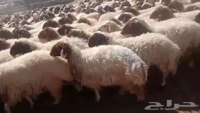غنم نعيم رخال 1