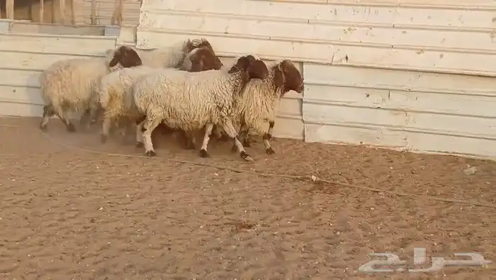 غنم نعيم وحري ونجد 750 حد بيع 1