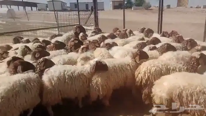 غنم نعيم رخال 0