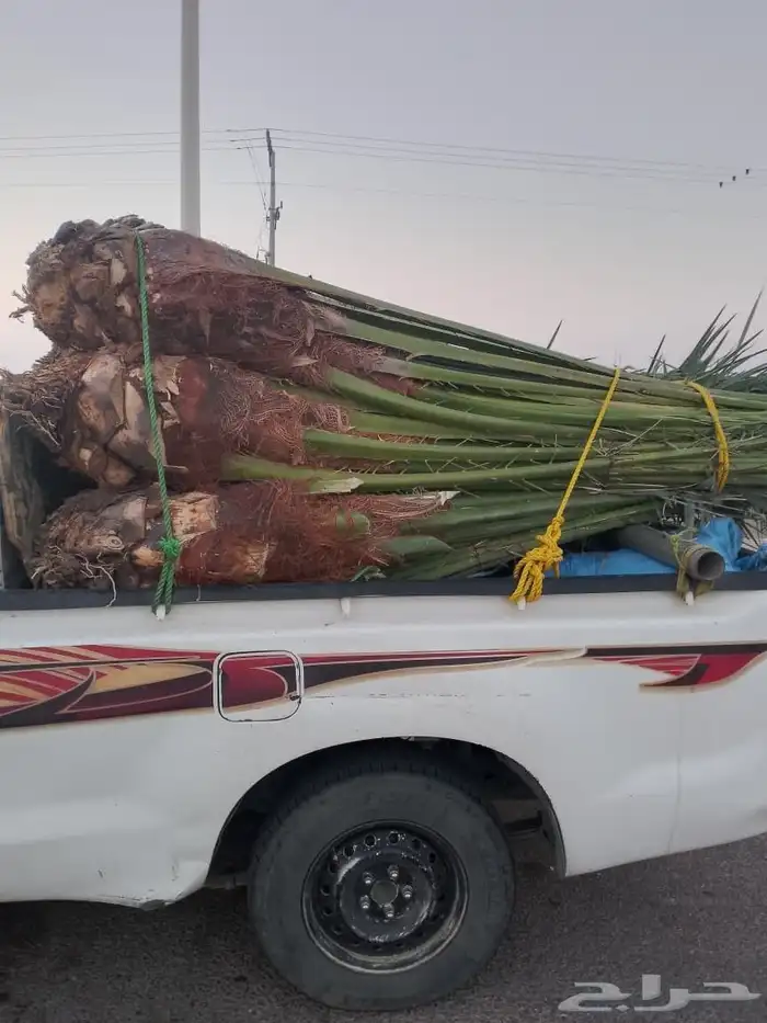 نخل القصيم نخلوطيب ومثمر 4