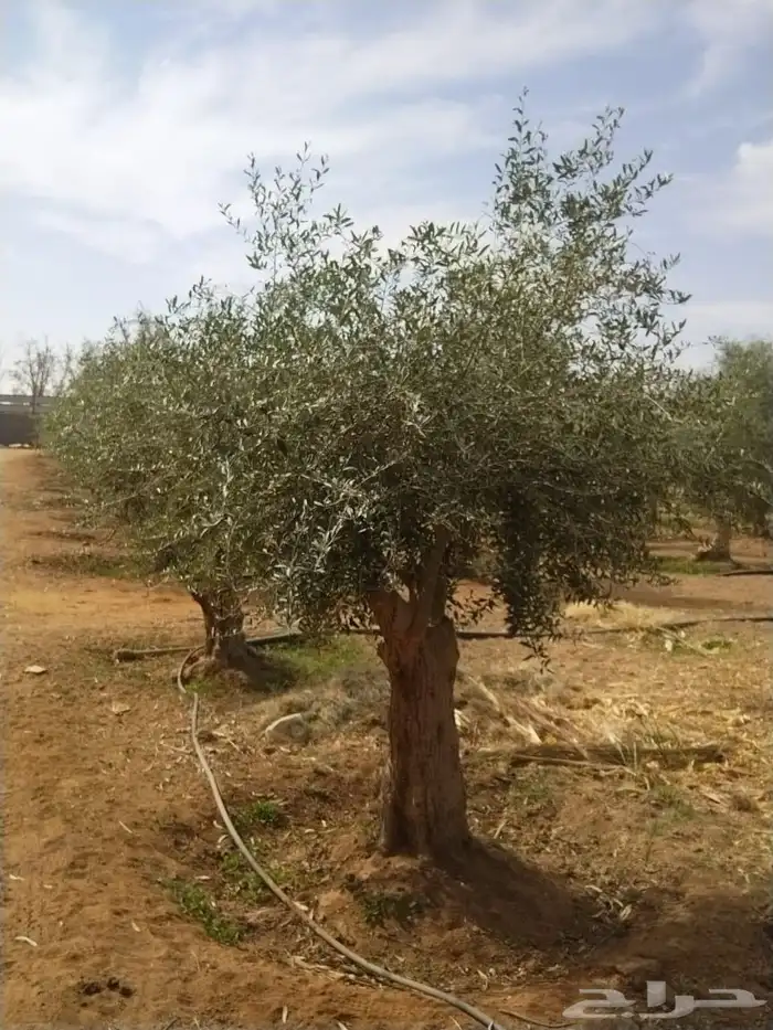 زيتون نيبالي معمر مراكن وارض 6