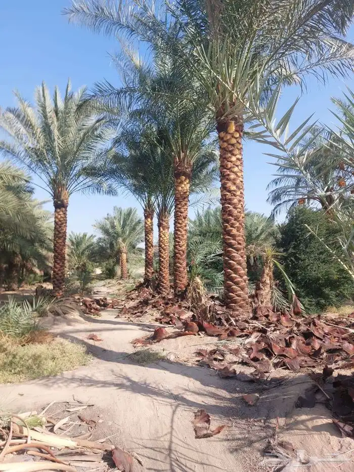 نخل القصيم نخلوطيب ومثمر 8