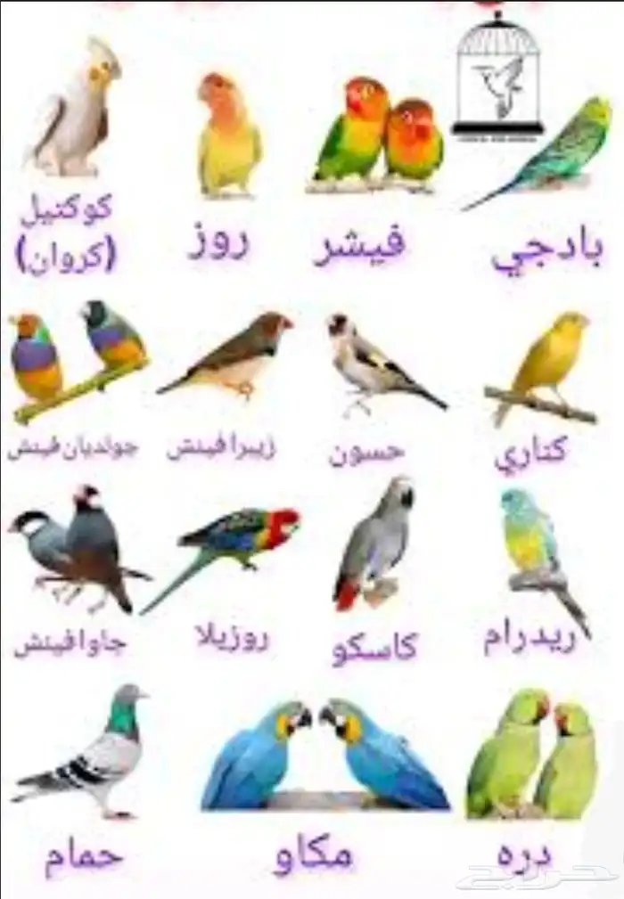 استقبل تبني 1