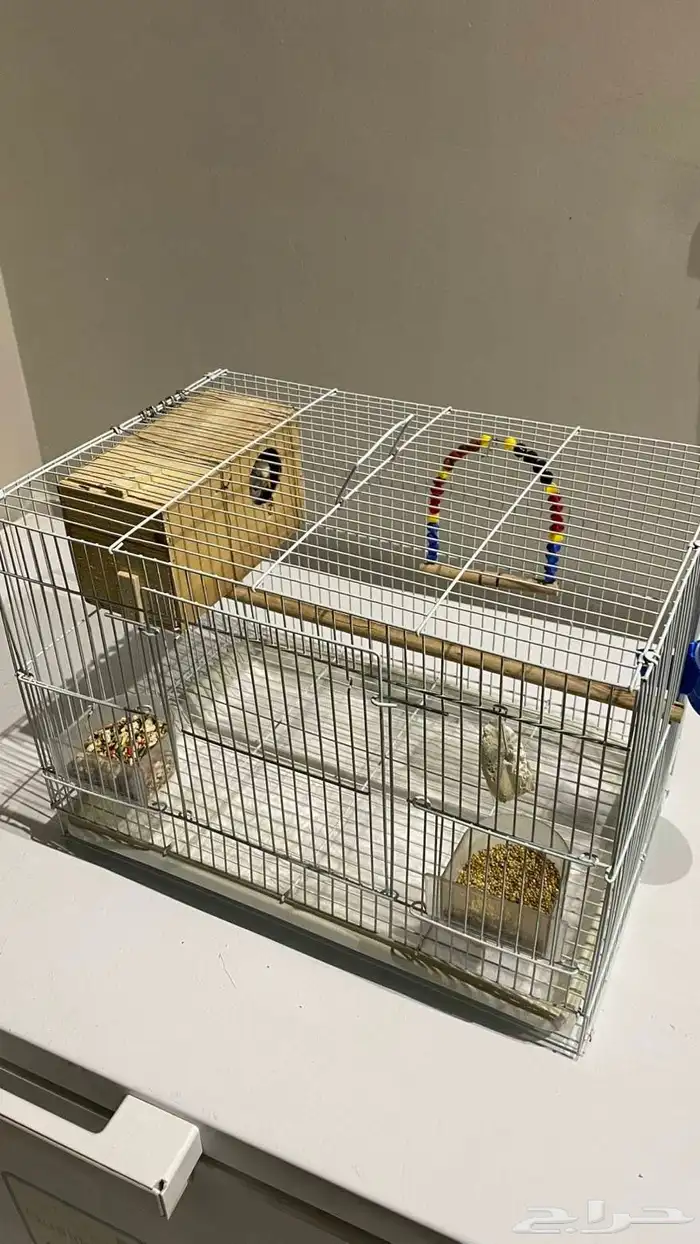 زوج روز اليف مع قفص وبياضة والعاب السعر 500ريال فروخ عمر 4شھ 2