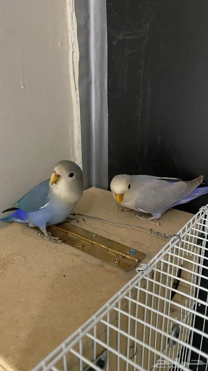 زوج روز اليف مع قفص وبياضة والعاب السعر 500ريال فروخ عمر 4شھ 0