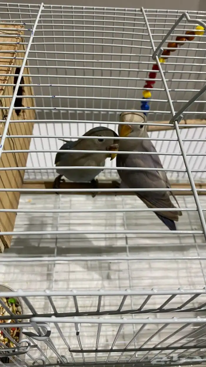 زوج روز اليف مع قفص وبياضة والعاب السعر 500ريال فروخ عمر 4شھ 1