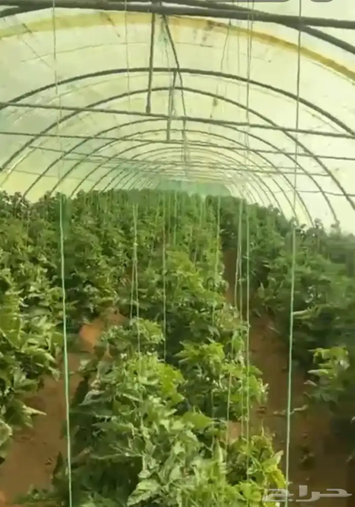 للبيع بيوت محمي خمسه بيوت شبيه الجديد وسعر طيب 1