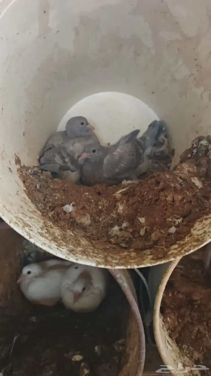 حمام مشكل للبيع جملة 4
