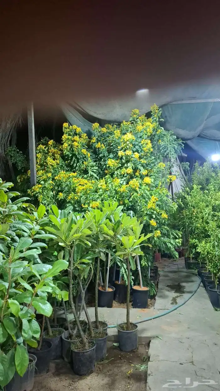 مشتل بيع الزهور والورد والاشجار وتنسيق الحدائق 9