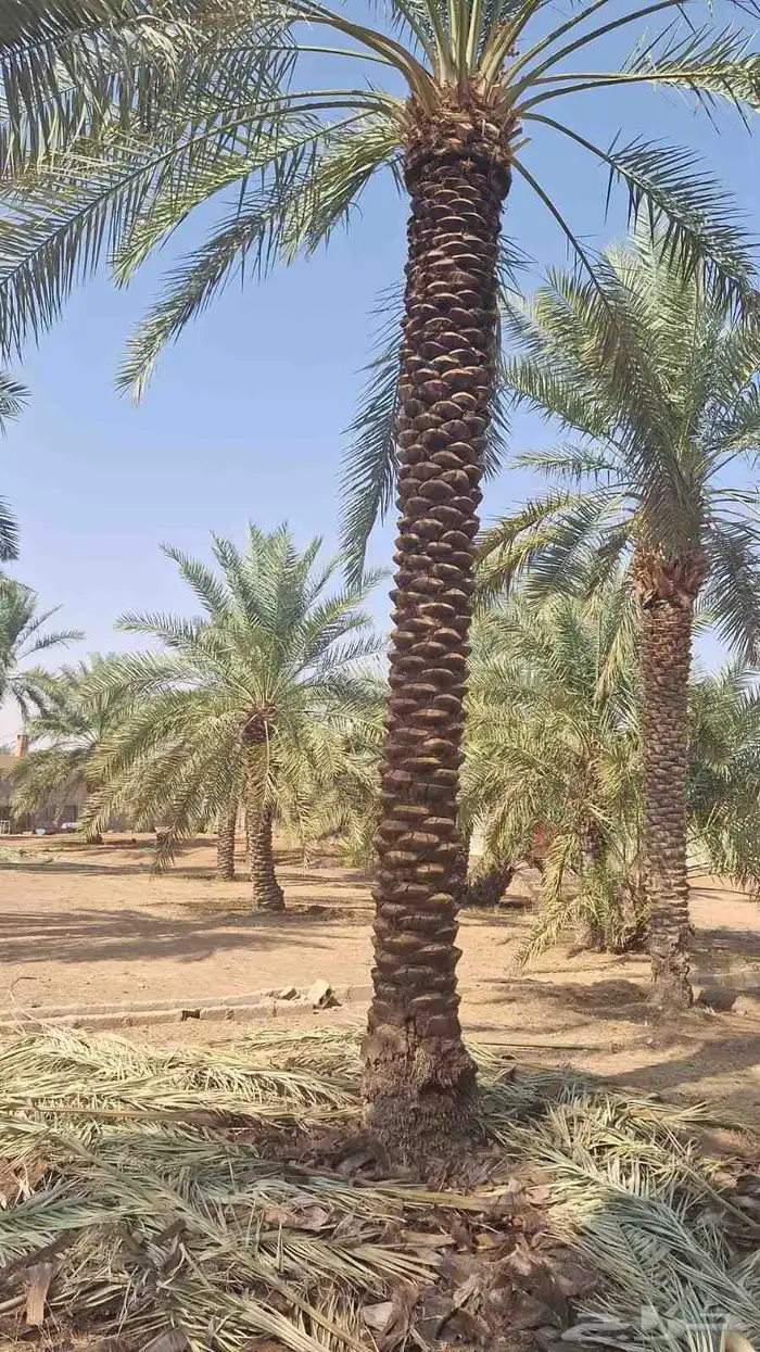 نخل للبيع 6