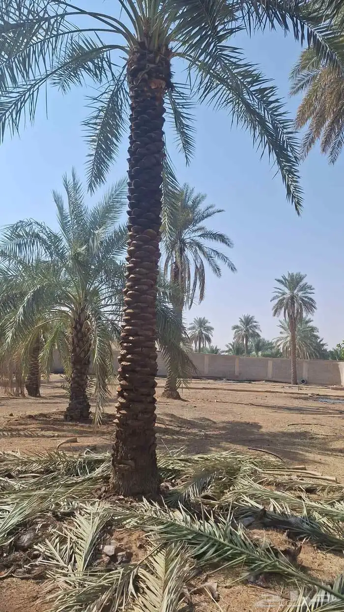 نخل للبيع 3