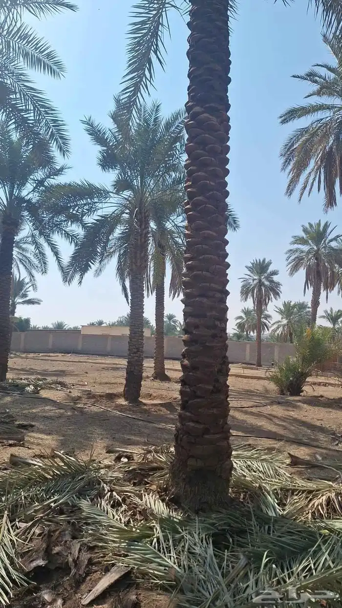 نخل للبيع 7