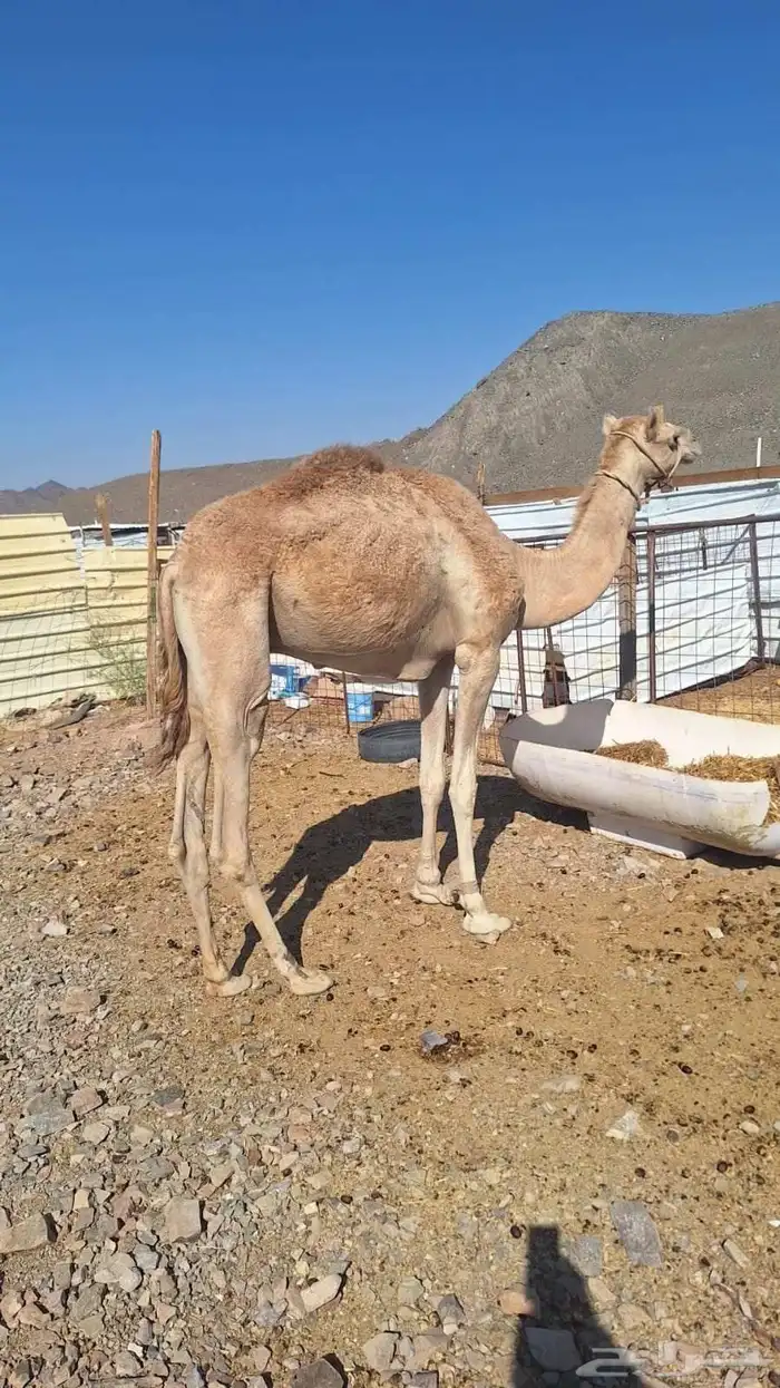 للبيع ركبي طابع للشدد جذع 2