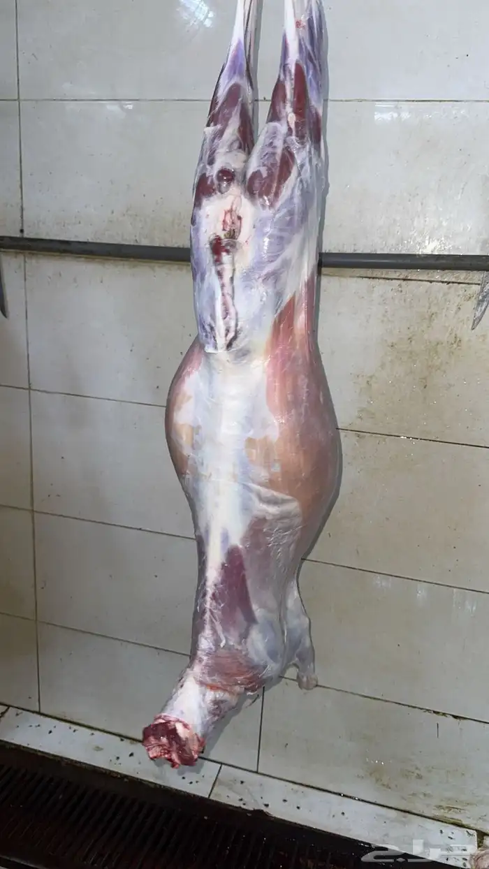 تيوس جنوبيه بلدي شرط 0