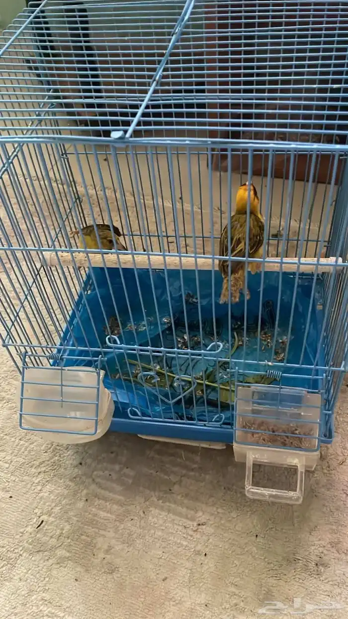 غرفة نوم وأشياء أخرى للبيع عصافير ومكنسة وشلال 0