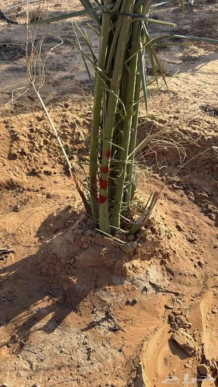 نخيل للبيع لتواصل جوال 6