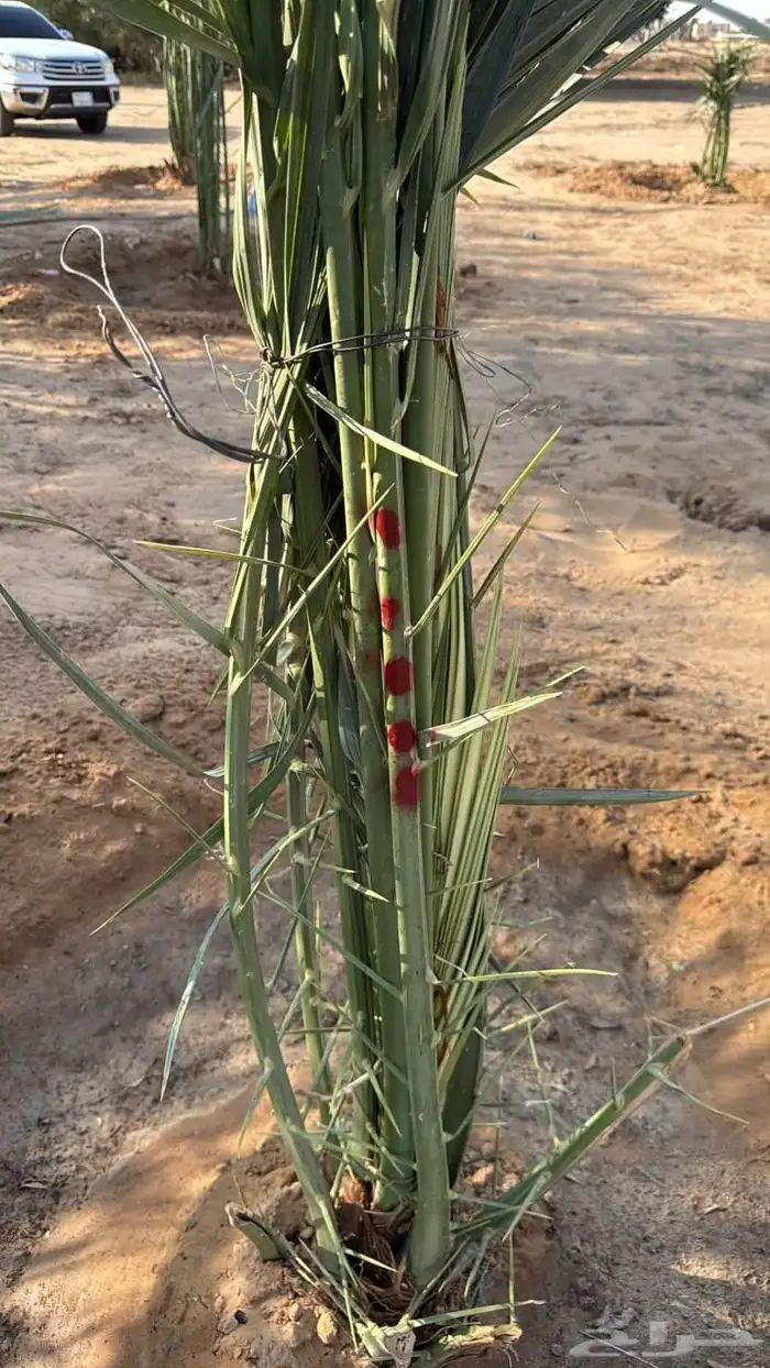 نخيل للبيع لتواصل جوال 0