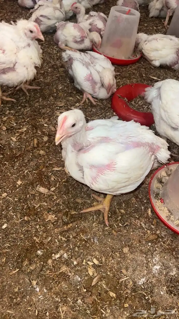 دجاج لاحم 7
