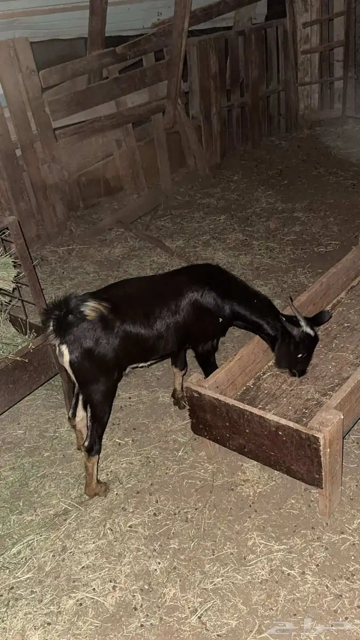 تيوس جنوبيه بلدي شرط 4