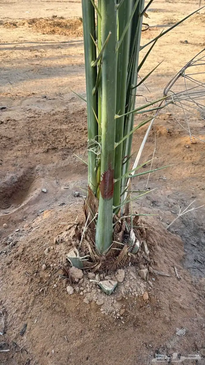 نخيل للبيع لتواصل جوال 4