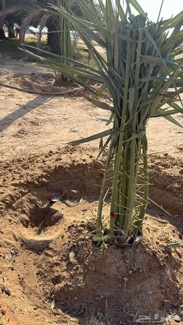 نخيل للبيع لتواصل جوال 3