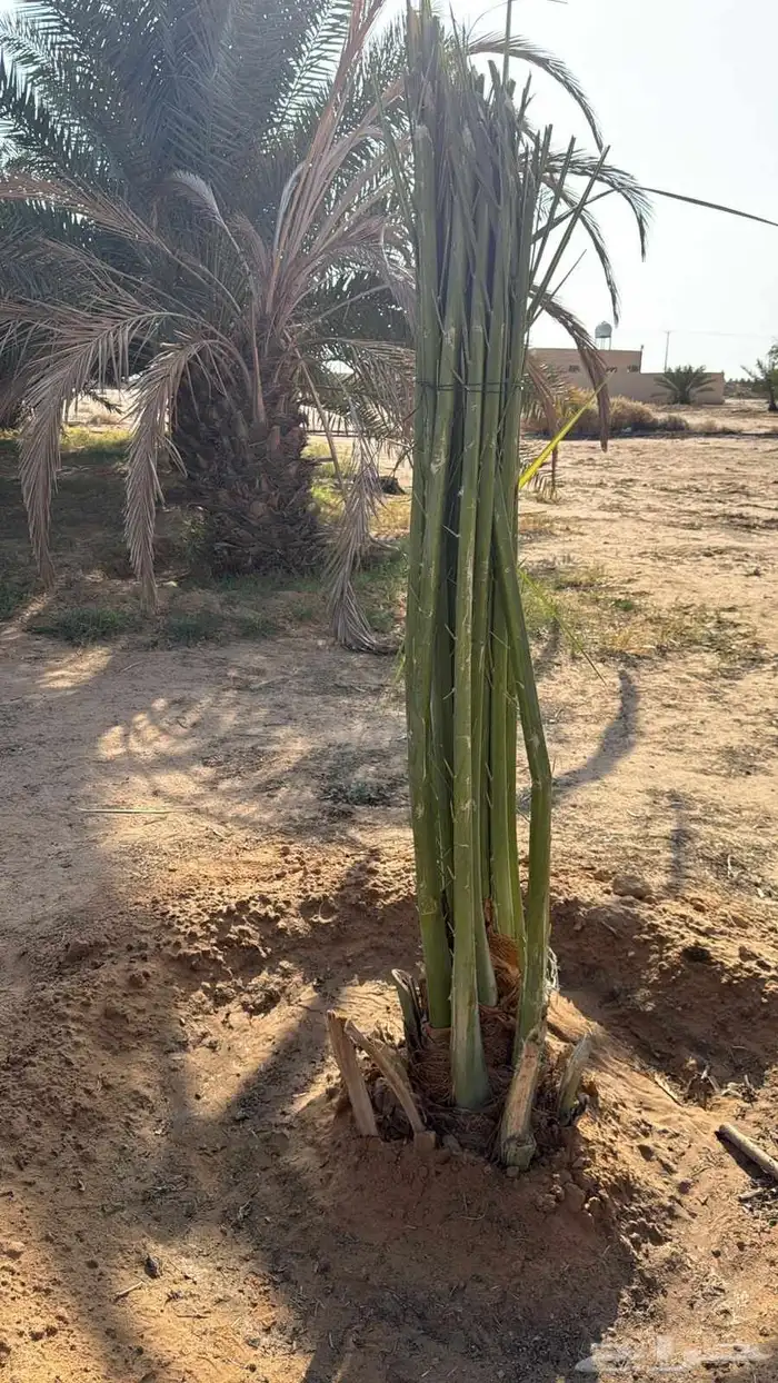 نخيل للبيع لتواصل جوال 2