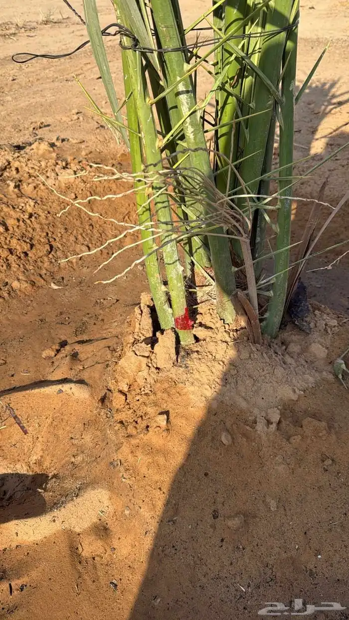 نخيل للبيع لتواصل جوال 1