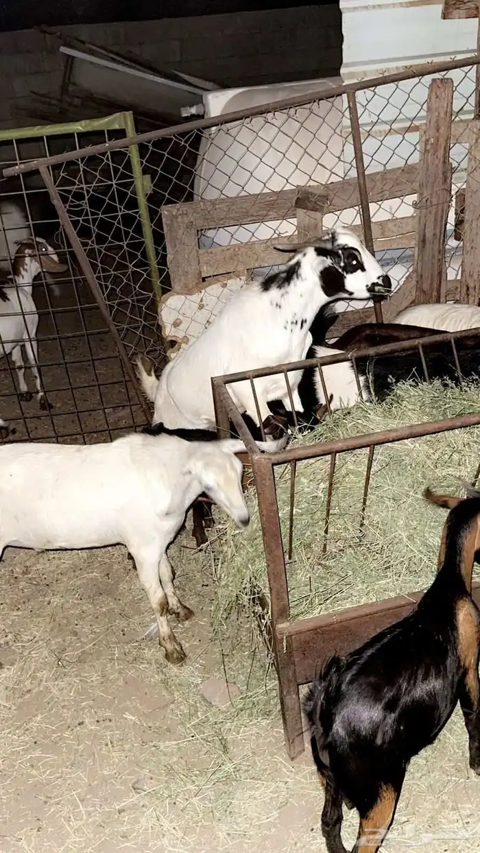 تيوس جنوبيه بلدي شرط 3