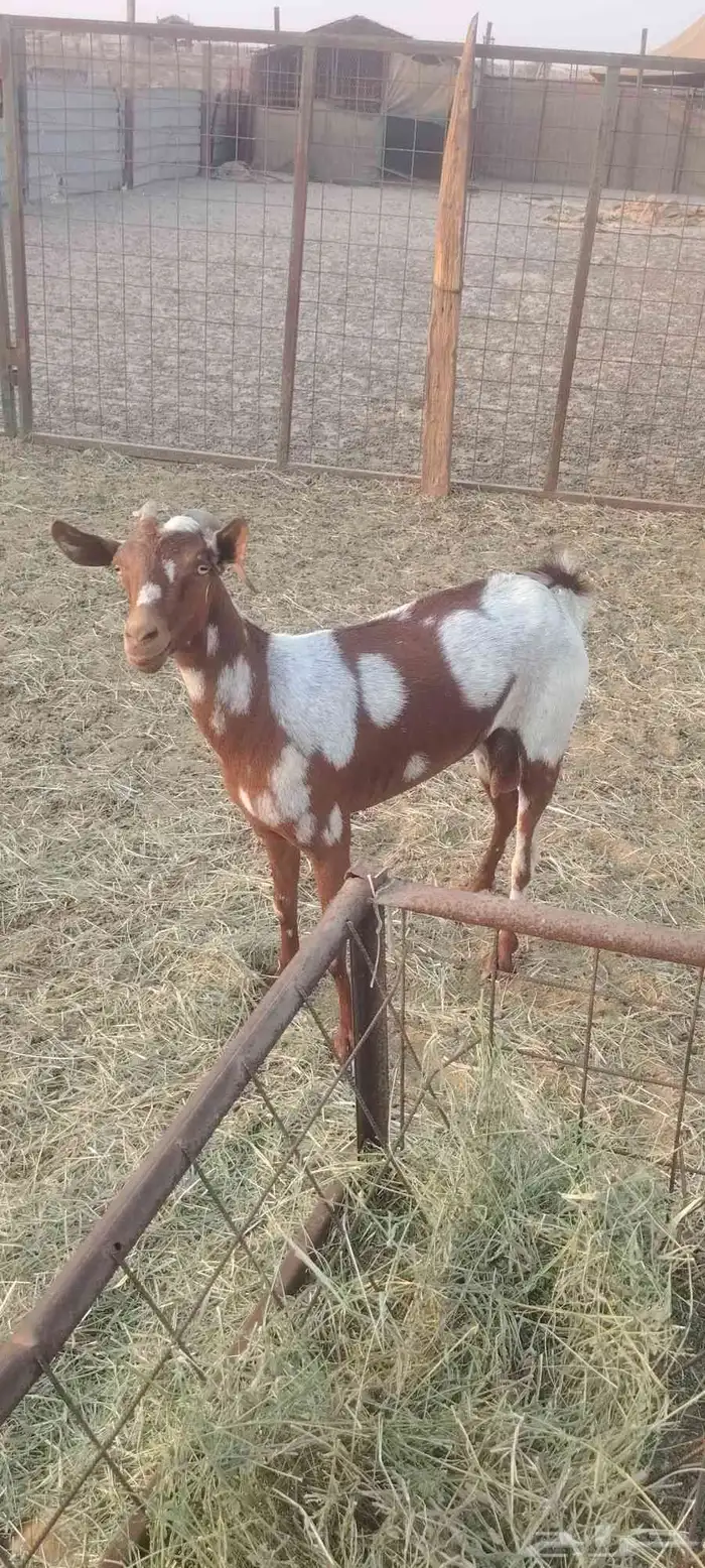 عنز محيليه السن سديس الضرع نضيف الصحه شرط ودافع مشاء الله 2