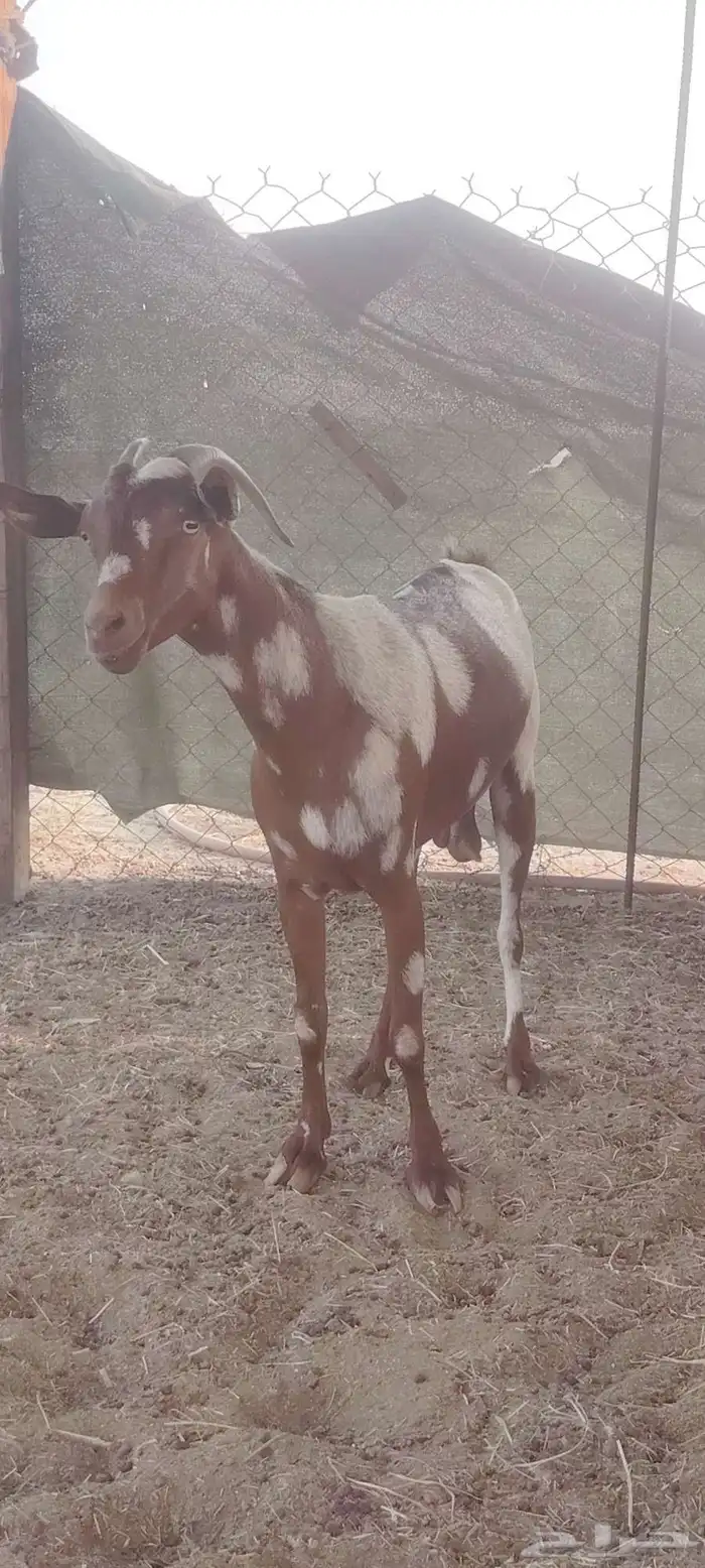 عنز محيليه السن سديس الضرع نضيف الصحه شرط ودافع مشاء الله 3