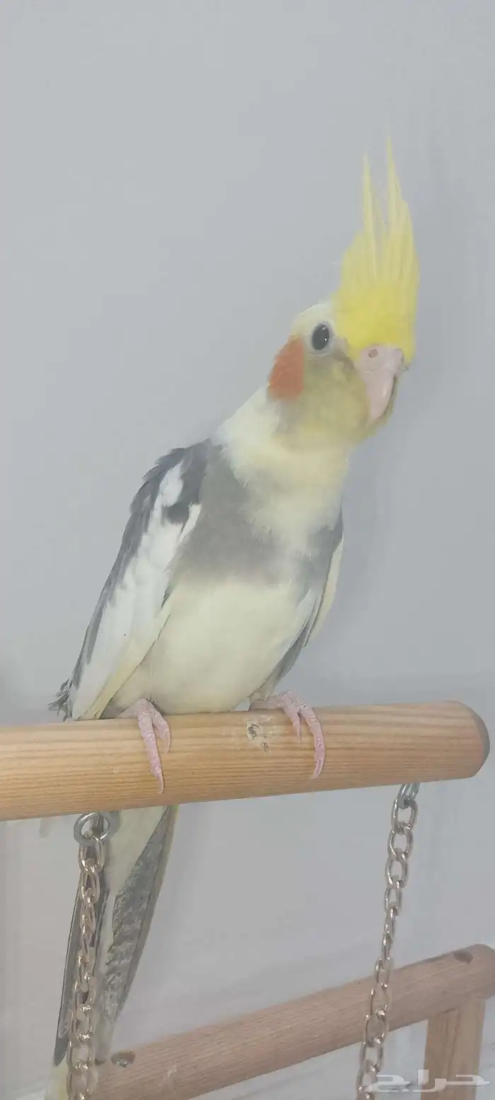 للبيع فرخ كروان اليف 4