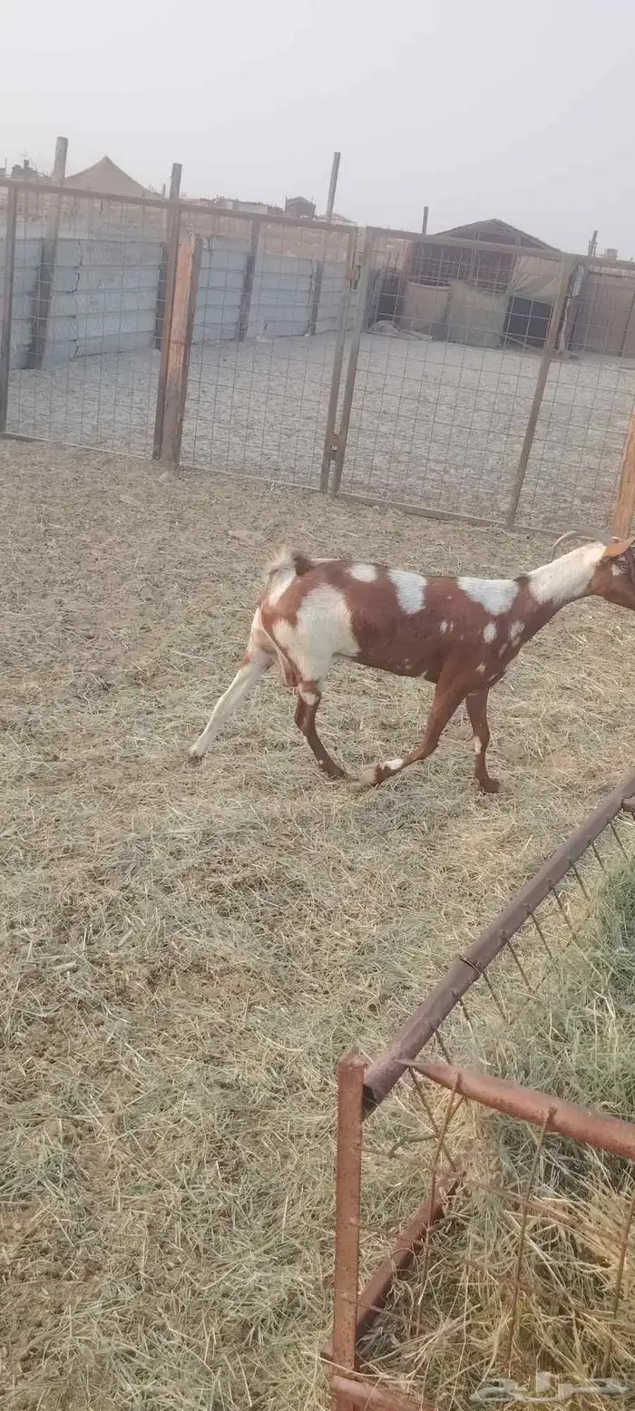 عنز محيليه السن سديس الضرع نضيف الصحه شرط ودافع مشاء الله 4