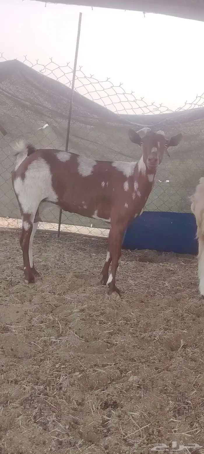 عنز محيليه السن سديس الضرع نضيف الصحه شرط ودافع مشاء الله 0