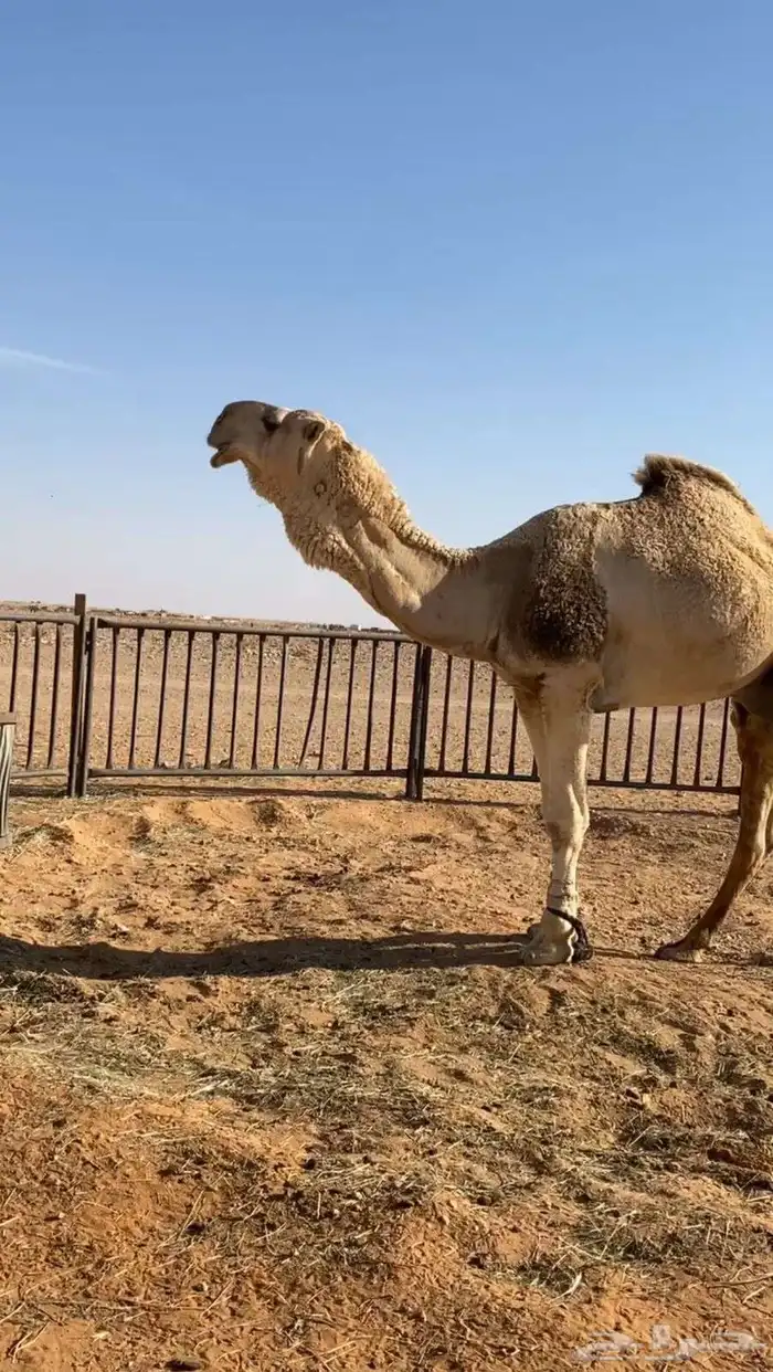 قعود قصب للبيع تحت أمه 4