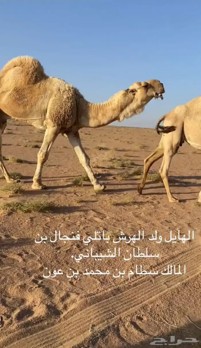 قعود قصب للبيع تحت أمه 5