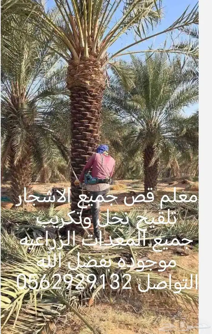 معلم قص جميع الاشجار تلقيح نخل وتكريب النخل 7