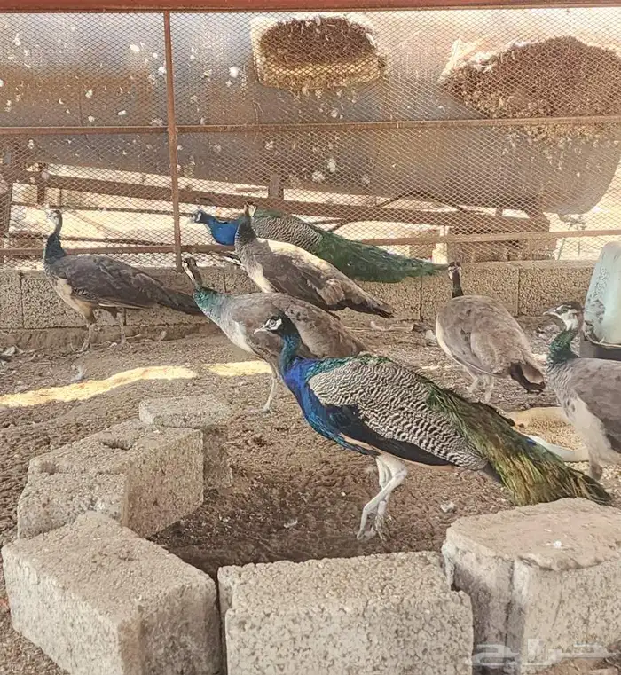 طواويس طاووس 0