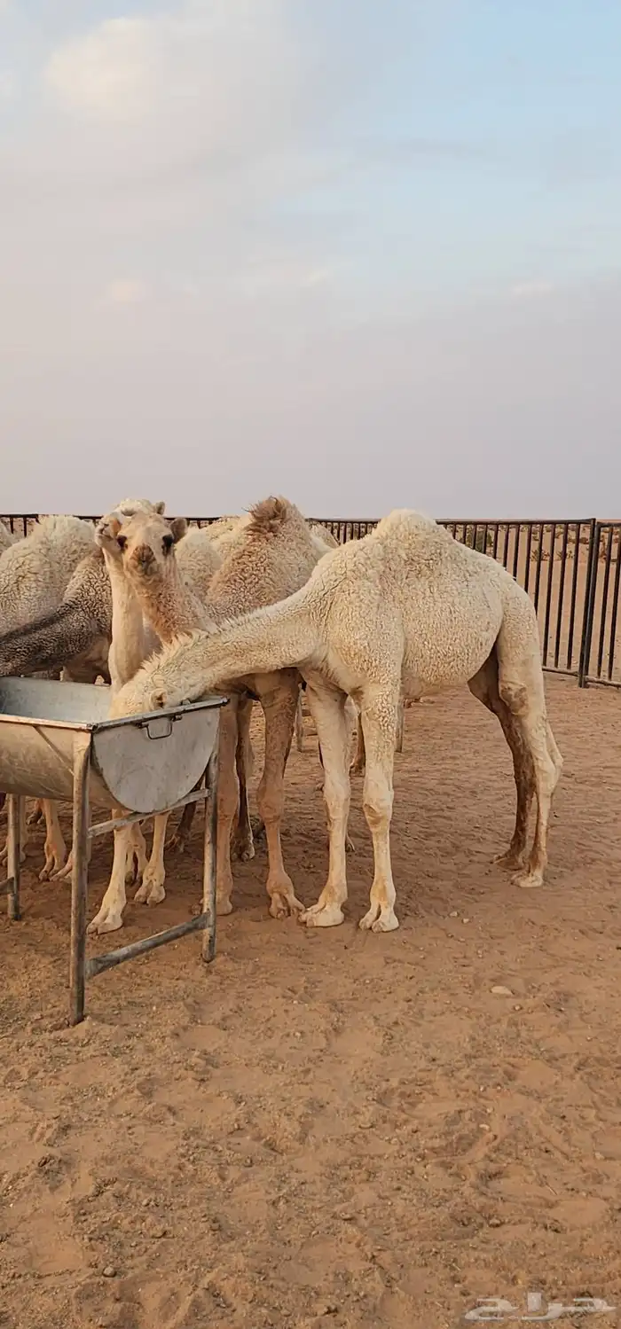 قعدان فاخرة من الاخر بلدي حليب العلف شعير وبرسيم فقط 2
