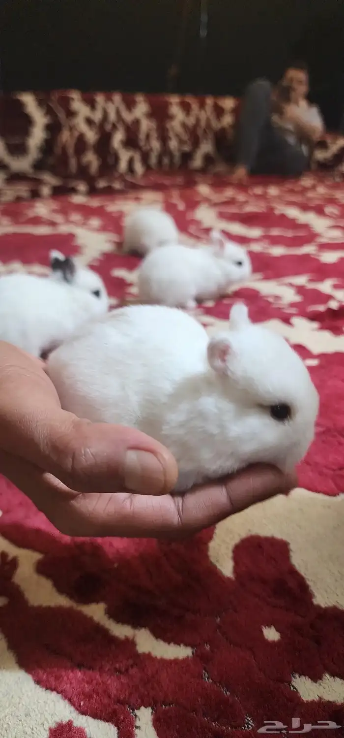 ارانب نذرلاند (قزمه) 6