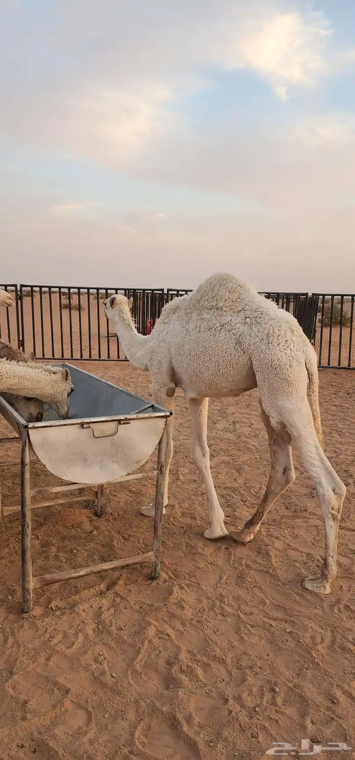 قعدان فاخرة من الاخر بلدي حليب العلف شعير وبرسيم فقط 3