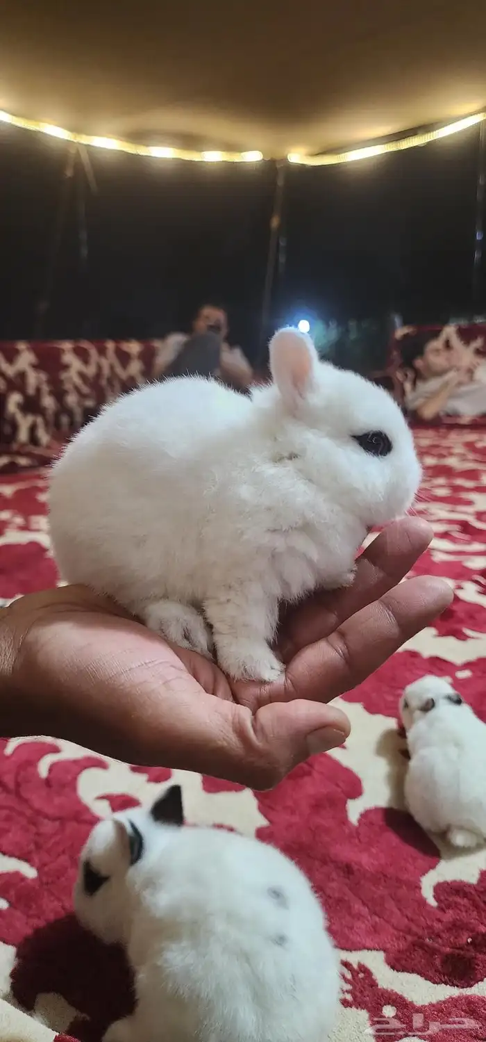 ارانب نذرلاند (قزمه) 0