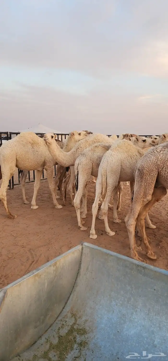 قعدان فاخرة من الاخر بلدي حليب العلف شعير وبرسيم فقط 5
