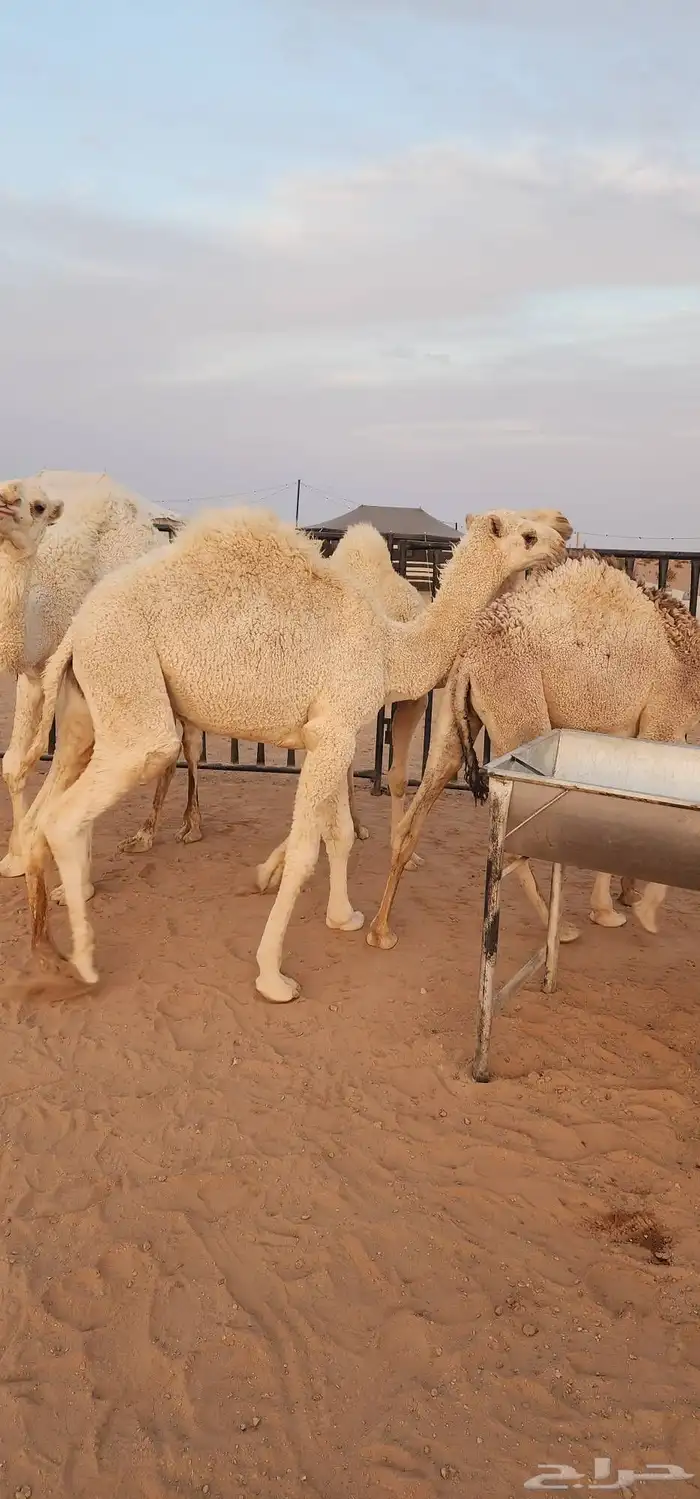 قعدان فاخرة من الاخر بلدي حليب العلف شعير وبرسيم فقط 4