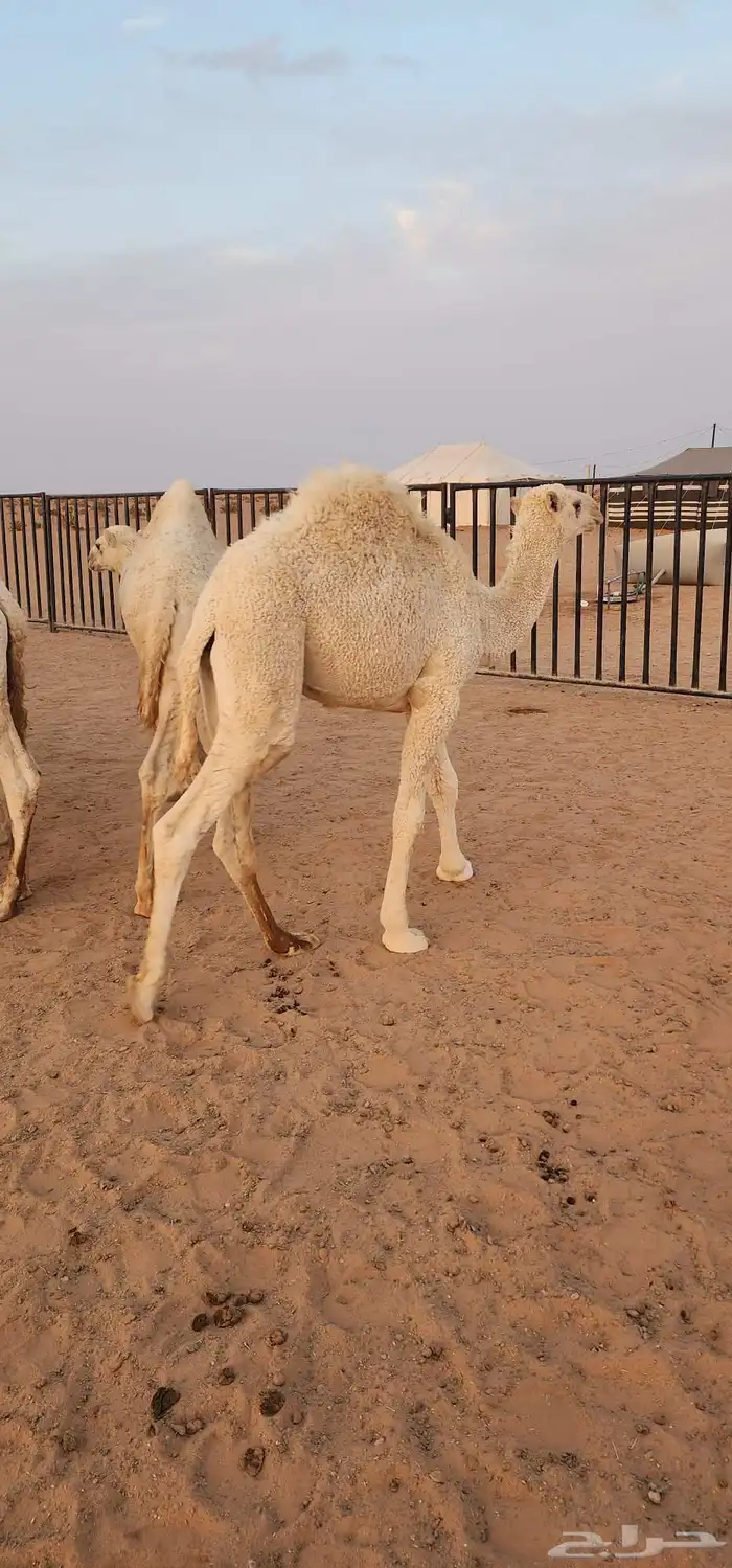 قعدان فاخرة من الاخر بلدي حليب العلف شعير وبرسيم فقط 1