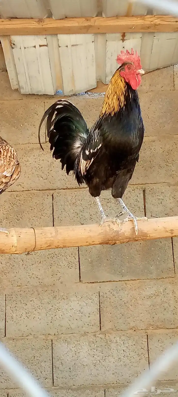 ديكين اخوان ودجاجتتين بلدي نضيف ج 1