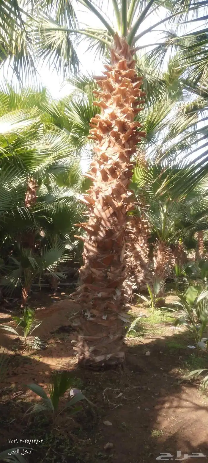 نخيل واشنطني للبيع 0