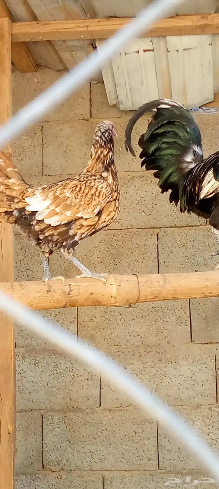 ديكين اخوان ودجاجتتين بلدي نضيف ج 3